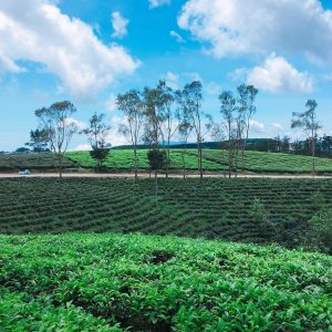 Mẫu theme Tour Đà Nẵng